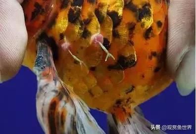 觀賞魚的寄生蟲（觀賞魚寄生蟲病如何防治）