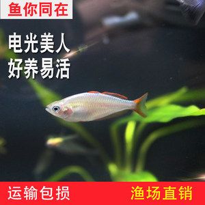 觀賞魚大的幾元小的幾元（觀賞魚價(jià)格信息：觀賞魚價(jià)格波動(dòng)的原因并非固定不變） 海水魚 第2張