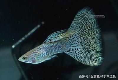 廣州觀賞魚博覽會(huì)（中國（廣東）國際現(xiàn)代漁業(yè)暨海洋經(jīng)濟(jì)博覽會(huì)暨海洋經(jīng)濟(jì)博覽會(huì)） 球鯊魚 第4張