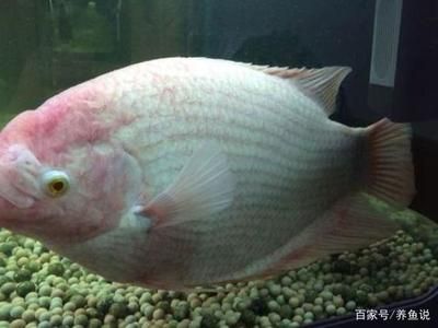 觀賞魚突眼怎么治療（觀賞魚突眼怎么辦） 黑桃A魚苗 第1張