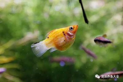 廣州水族批發(fā)市場有哪些魚類品種價格（廣州水族批發(fā)市場魚類價格） 和興紅龍 第3張