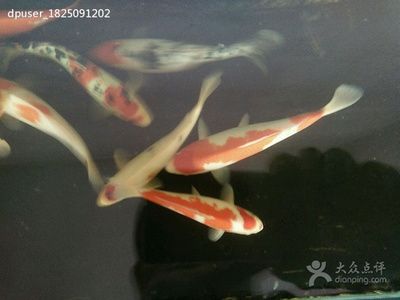 觀(guān)賞魚(yú)社區(qū)（fish3000觀(guān)賞魚(yú)社區(qū)） 祥龍金禾金龍魚(yú) 第1張