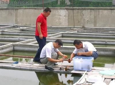 觀賞魚類發(fā)展現(xiàn)狀及未來前景如何（我國觀賞魚的發(fā)展前景如何？）