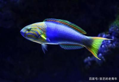 好看觀賞魚(yú)種類(lèi)有哪些（觀賞魚(yú)的種類(lèi)有哪些？） 七彩神仙魚(yú) 第3張