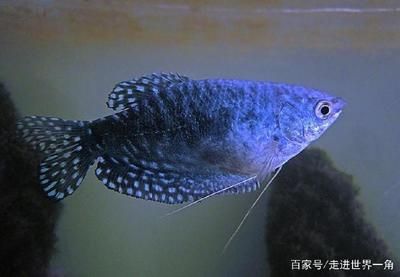 好看觀賞魚(yú)種類(lèi)有哪些（觀賞魚(yú)的種類(lèi)有哪些？） 七彩神仙魚(yú) 第4張