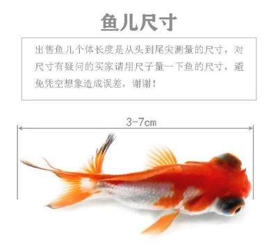 給我找觀賞魚什么意思（觀賞魚的養(yǎng)殖技巧） 紅老虎魚 第3張