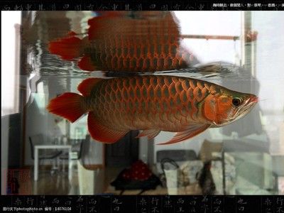 極品辣椒紅龍魚（關(guān)于極品辣椒紅龍魚的問題） 水族問答