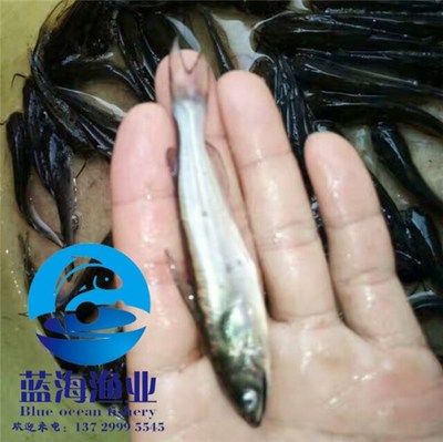 廣東觀賞魚漁場分布圖高清（關(guān)于廣東觀賞魚養(yǎng)殖業(yè)的問題） 狗仔招財貓魚 第3張