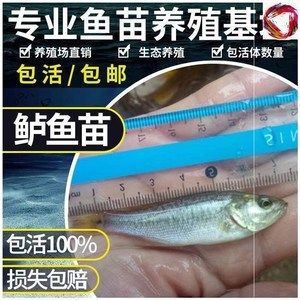 黑魚當(dāng)觀賞魚養(yǎng)（黑魚作為觀賞魚的養(yǎng)護(hù)技巧養(yǎng)護(hù)技巧養(yǎng)護(hù)觀賞魚的技巧） 黑影道人魚 第3張