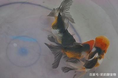 比較罕見(jiàn)的觀賞魚(yú)品種（罕見(jiàn)的觀賞魚(yú)品種） 魚(yú)缸水質(zhì)穩(wěn)定劑 第1張