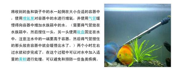 觀賞魚七彩燕怎么養(yǎng)（七彩燕的飼養(yǎng)指南） 細線銀板魚苗 第4張