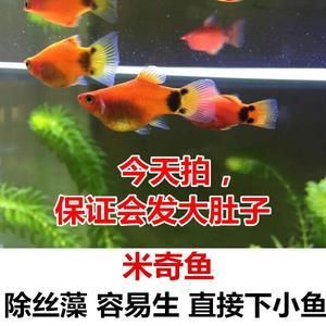 觀賞魚七彩燕怎么養(yǎng)（七彩燕的飼養(yǎng)指南） 細線銀板魚苗 第3張