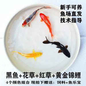 純黑觀賞魚的種類與價(jià)格（純黑觀賞魚價(jià)格）