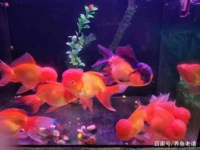 純黑觀賞魚的種類與價格（純黑觀賞魚價格） 紅龍魚魚糧飼料 第4張