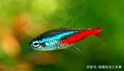 紅財(cái)神魚（紅財(cái)神魚是一種受歡迎的淡水熱帶觀賞魚的飼養(yǎng)技巧）