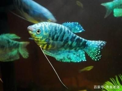 便宜的觀賞魚(yú)有哪些（養(yǎng)殖觀賞魚(yú)的注意事項(xiàng)） 祥禾Super Red紅龍魚(yú) 第3張