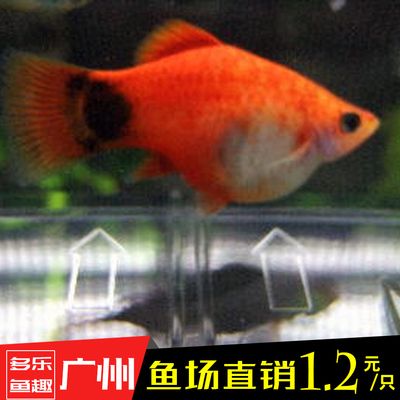 黑尾月光魚（黑尾月光魚是一種人工培育的觀賞魚類）