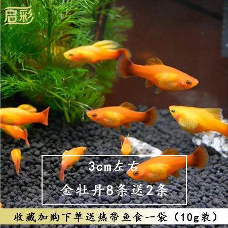 黑尾月光魚（黑尾月光魚是一種人工培育的觀賞魚類）