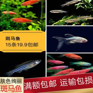 淡水觀賞魚(yú)混養(yǎng)怎么養(yǎng)的（淡水觀賞魚(yú)混養(yǎng)技巧） 黃金招財(cái)貓魚(yú) 第2張