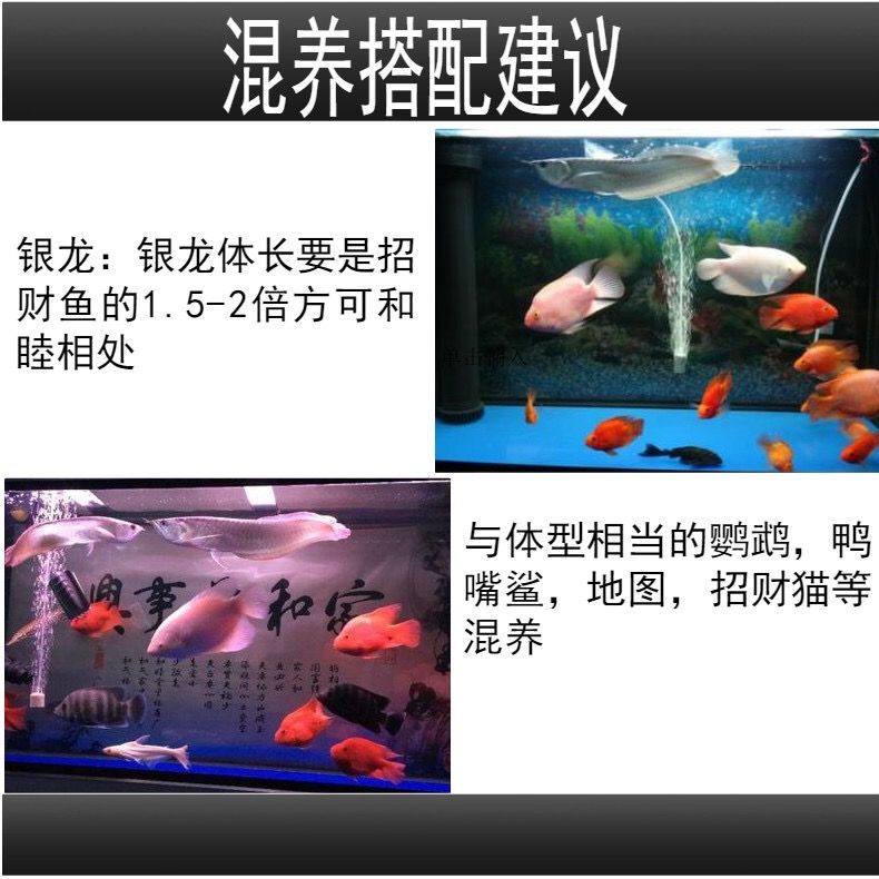 淡水觀賞魚(yú)混養(yǎng)怎么養(yǎng)的（淡水觀賞魚(yú)混養(yǎng)技巧） 黃金招財(cái)貓魚(yú) 第3張