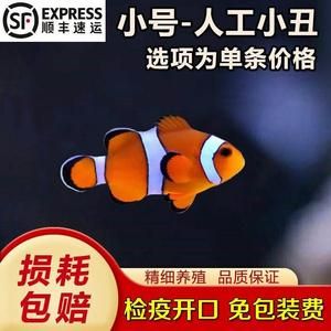 黑色的觀賞魚大肚（觀賞魚的繁殖技巧了解觀賞魚的繁殖技巧了解觀賞魚的繁殖技巧） 飛鳳魚苗 第4張