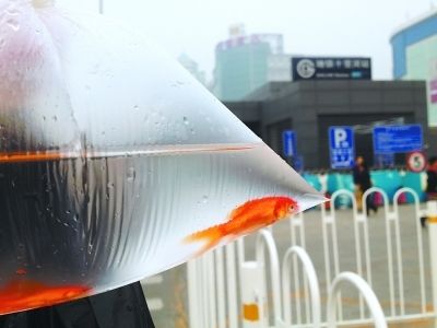 地鐵讓帶觀賞魚嗎（北京地鐵允許攜帶觀賞魚乘坐嗎？） 胭脂孔雀龍魚 第3張