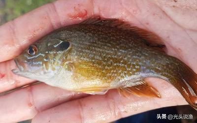 觀賞魚最大的是什么魚（十大最漂亮的觀賞魚排行榜） 夢幻雷龍魚 第4張