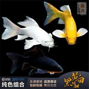 大型淡水魚觀賞魚價(jià)格（大型淡水魚觀賞魚價(jià)格及其大致價(jià)格不同而有所差異）