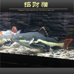 大型淡水魚觀賞魚價(jià)格（大型淡水魚觀賞魚價(jià)格及其大致價(jià)格不同而有所差異） 造景/裝飾 第4張