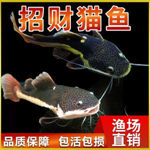 大型淡水魚觀賞魚價(jià)格（大型淡水魚觀賞魚價(jià)格及其大致價(jià)格不同而有所差異）