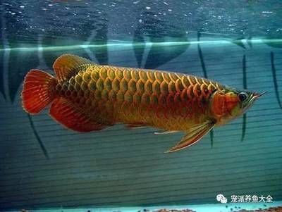 淡水觀賞魚壽命多長（淡水觀賞魚的壽命） 創(chuàng)寧水族 第3張