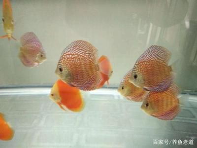 觀賞魚的魚食（如何選擇觀賞魚食品牌） 錦鯉魚 第2張