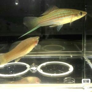 觀賞魚 白色 像箭魚