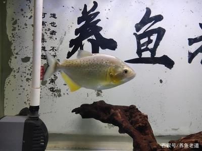 觀賞魚(yú)混養(yǎng)魚(yú)最佳搭配技巧（混養(yǎng)觀賞魚(yú)的技巧） 熱帶魚(yú)魚(yú)苗批發(fā) 第3張