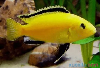 非洲王子魚(yú)（非洲王子魚(yú)是一種生活在非洲馬拉維湖的慈鯛科魚(yú)類） 白子銀龍苗（黃化銀龍苗） 第4張