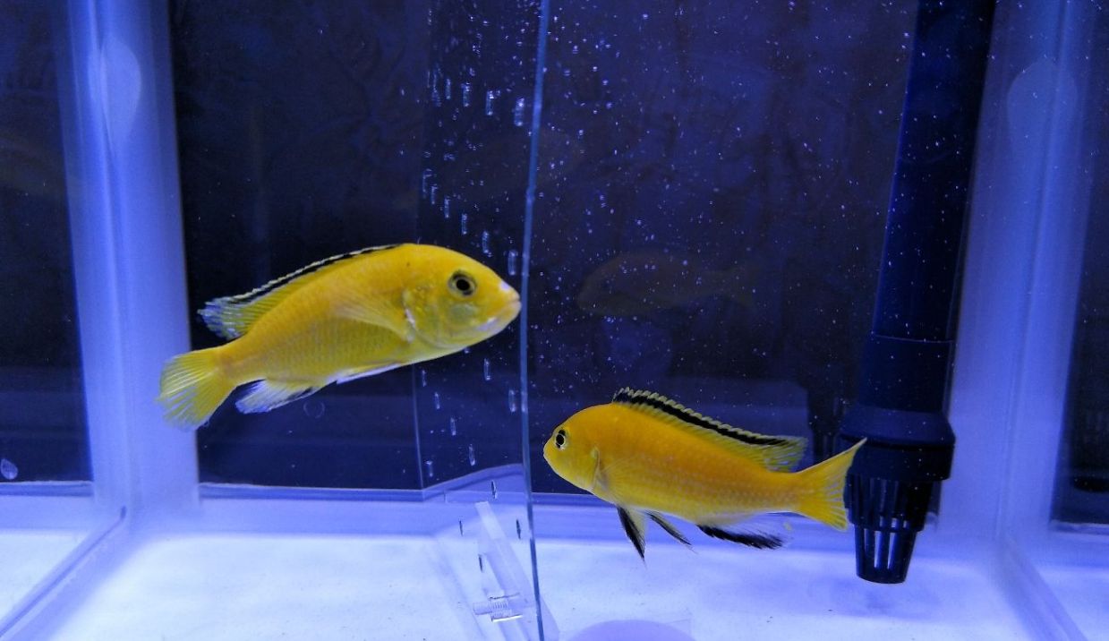 非洲王子魚(yú)（非洲王子魚(yú)是一種生活在非洲馬拉維湖的慈鯛科魚(yú)類） 白子銀龍苗（黃化銀龍苗） 第1張