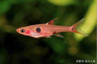 觀賞魚 熱帶魚 小（熱帶魚與冷水管魚的區(qū)別）