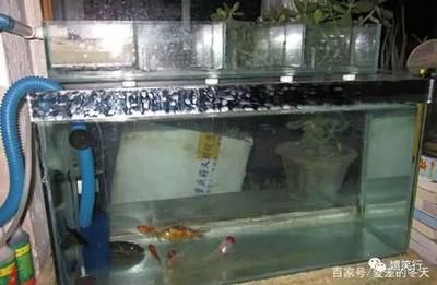 觀賞魚需要什么設(shè)備（熱帶魚飼養(yǎng)技巧大揭秘?zé)釒~飼養(yǎng)技巧大揭秘） 龍魚麻藥（祥龍Nika） 第4張