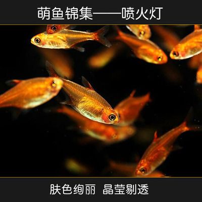 觀賞魚(yú)群魚(yú)有哪些種類(lèi)（觀賞魚(yú)種類(lèi)大全及觀賞魚(yú)種類(lèi)大全及觀賞魚(yú)種類(lèi)大全） 廣州龍魚(yú)批發(fā)市場(chǎng) 第1張