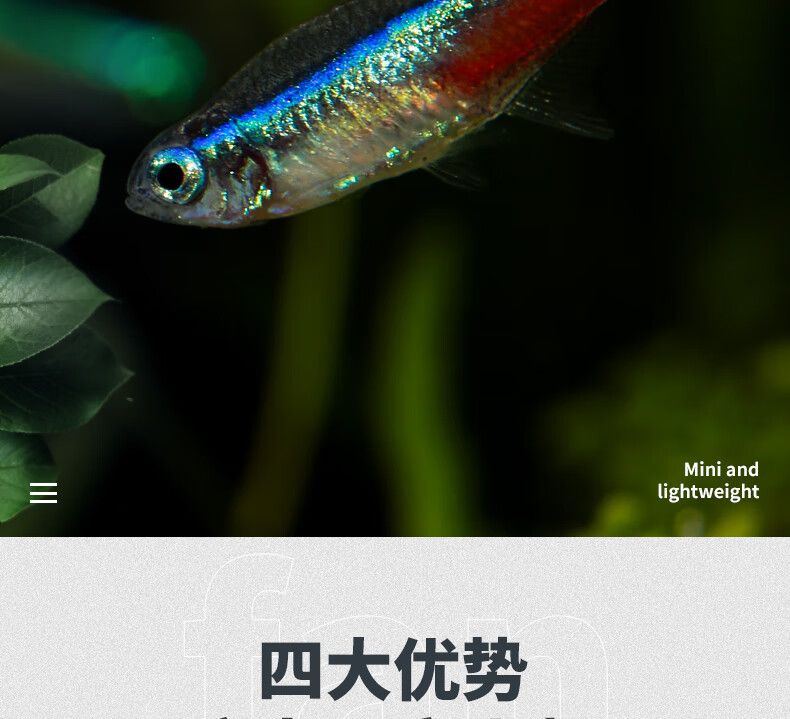 觀賞魚(yú)群魚(yú)有哪些種類(lèi)（觀賞魚(yú)種類(lèi)大全及觀賞魚(yú)種類(lèi)大全及觀賞魚(yú)種類(lèi)大全） 廣州龍魚(yú)批發(fā)市場(chǎng) 第3張