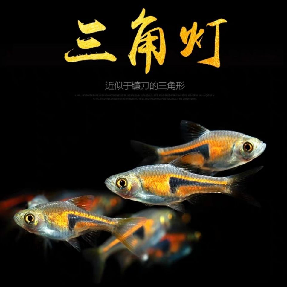 觀賞魚(yú)群魚(yú)有哪些種類(lèi)（觀賞魚(yú)種類(lèi)大全及觀賞魚(yú)種類(lèi)大全及觀賞魚(yú)種類(lèi)大全） 廣州龍魚(yú)批發(fā)市場(chǎng) 第4張