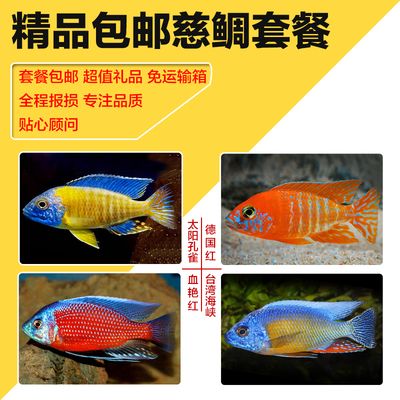 觀賞魚進口許可證（印尼觀賞魚進口觀賞魚進口清關(guān)需要辦理觀賞魚進口報告） 海水魚（海水魚批發(fā)） 第4張