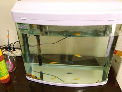 寶來龍魚魚缸怎么換水（寶來龍魚魚缸換水的正確方法） 申古銀版魚 第4張