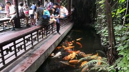 公園的觀賞魚可以吃嗎視頻（公園中的觀賞魚可以食用嗎） 圣菲埃及魚 第3張