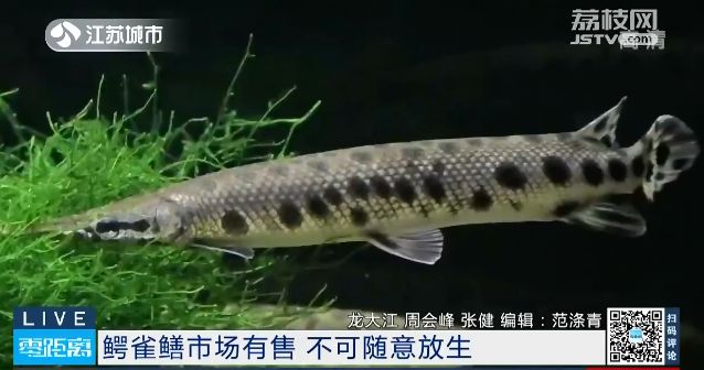 白色扁嘴的觀賞魚魚（如何飼養(yǎng)白色長嘴扁體魚） 水族維護服務(wù)（上門） 第1張