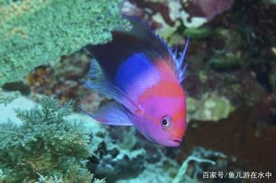 觀賞魚白斑病怎么治療（觀賞魚白斑病的綜合防護）