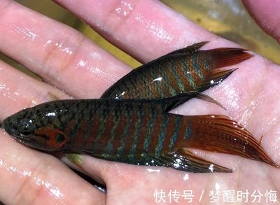 觀賞魚出售平臺(tái)有哪些（水族電商發(fā)展歷程） 黃金河虎魚 第2張