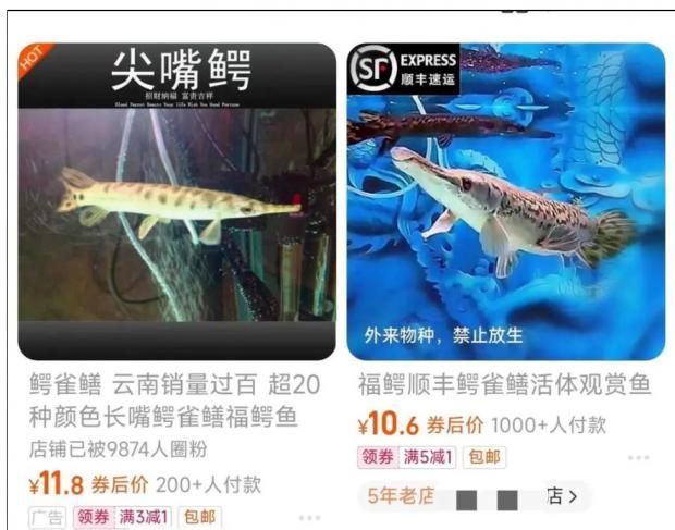 觀賞魚出售平臺(tái)有哪些（水族電商發(fā)展歷程） 黃金河虎魚 第3張