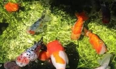 觀賞魚飄在水面上怎么辦（觀賞魚飄在水面上可能由多種原因引起觀賞魚的飼養(yǎng)誤區(qū)）