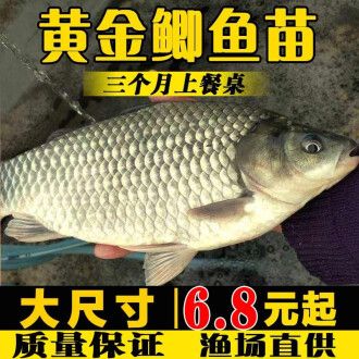 高背鯽魚和土鯽哪個(gè)好（高背鯽魚與土鯽魚的區(qū)別） 金三間魚 第4張